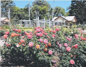  ?? Pictures: Mike Wells ?? BEDS OF ROSES: The Qld State Rose Garden is bursting with blooms right now get out to Newtown Park soon.