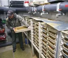  ??  ?? Metro East Angler Associatio­n president Glenn Anderson works with Ringwood Hatchery’s birthing trays. “It may look dirty, but it is germ-free,” he said. The trays are like incubators constantly flushed with water.