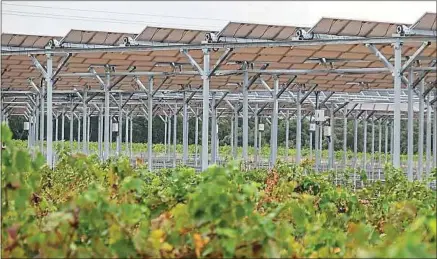  ??  ?? Au domaine de Nidolères, près de Perpignan, des panneaux solaires sont installés au-dessus des vignes.