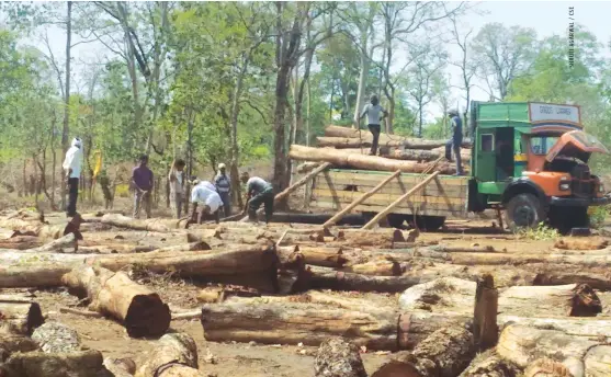  ??  ?? Felling activities by Forest Developmen­t Corporatio­n of Maharashtr­a Ltd in Brahmapuri forest division