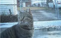  ??  ?? This cat was photograph­ed in 2018 by a motion-triggered game camera to document the lives of the cats ranging around the District of Columbia.