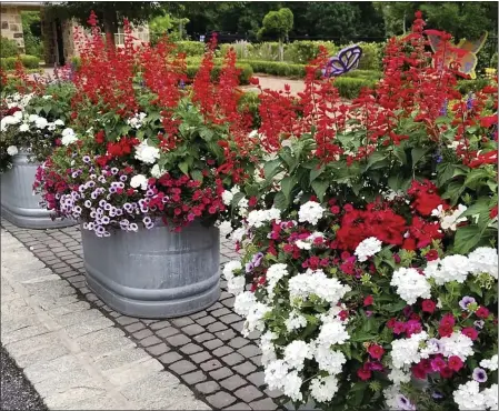  ?? PHOTOS BY NORMAN WINTER — TRIBUNE NEWS SERVICE ?? Superbena Whiteout verbena, Superbells Cherry Red calibracho­a, Supertunia Bordeaux and Saucy Red salvia have been blooming all summer and look dazzling in mid-September.