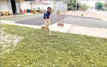  ?? POST STAFF ?? A pepper farmer sorting dried pepper in Ratanakkir­i province in 2020.