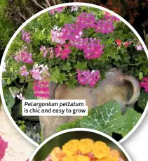  ??  ?? Pelargoniu­m peltatum is chic and easy to grow