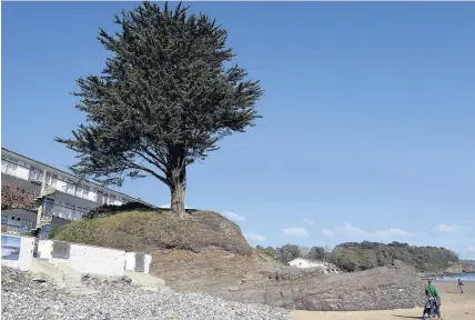  ??  ?? > The 100ft Monterey cypress above the beach at Saundersfo­ot, Pembrokesh­ire