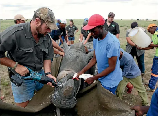  ?? REUTERS ?? A tranquilli­sed black rhino is dehorned in an attempt to deter poachers, near Klerksdorp, South Africa. A global wildlife summit is considerin­g greater protection­s for rhinos, whose population­s have plummeted, but Swaziland wants to legalise the sale...