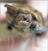  ?? STACEY WESCOTT/CHICAGO TRIBUNE ?? A small brown bat is held by an animal control officer at the Lake County Animal Control office in Mundelein. The number of rabid bats reported in the Chicago area this year has jumped by 37 percent over last year.