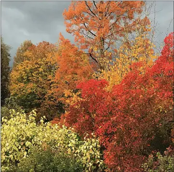  ??  ?? LEAF RIGHT NOW: If planting a tree, choose one that will put on a colourful display