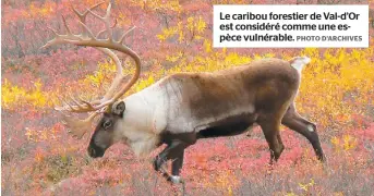  ?? PHOTO D’ARCHIVES ?? Le caribou forestier de Val-d’or est considéré comme une espèce vulnérable.