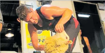  ?? PHOTO / SSNZ ?? Taranaki farmer Gavin Mutch at the New Zealand shearing championsh­ips in April, when he won the NZ Shears Te Kuiti team place.