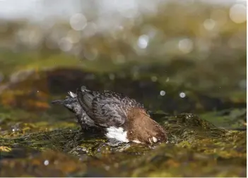  ??  ?? Above: a dipper mid-plunge. Each dive can last for up to 30 seconds. The birds also wade and will bob along with the current, a little like tiny ducklings.