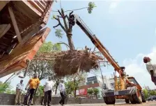  ?? ?? Trees being translocat­ed near Manjeera Mall in Kukatpally as part of the Strategic Road Developmen­t Programme in Hyderabad.