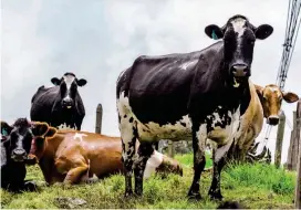  ?? FOTO JAIME PÉREZ MUNÉVAR ?? Los productore­s de leche del norte del departamen­to son los más afectados por la cuarentena.