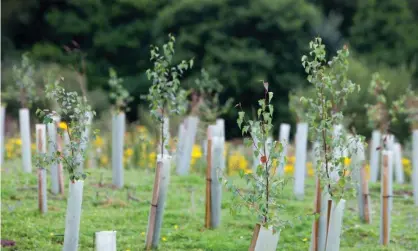  ?? Photograph: Global Warming Images/Alamy ?? Saplings planted at Sand Martin Wood near Carlisle, Cumbria, UK. Oxfam is calling on companies and government­s to focus on cutting emissions rather than relying on offsets.