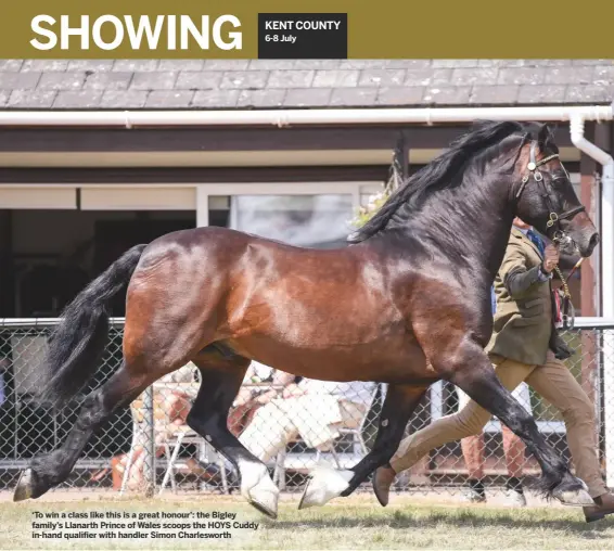  ??  ?? ‘To win a class like this is a great honour’: the Bigley family’s Llanarth Prince of Wales scoops the HOYS Cuddy in-hand qualifier with handler Simon Charleswor­th