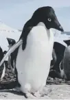  ??  ?? 0 MPAS may help breeding Antarctic penguins