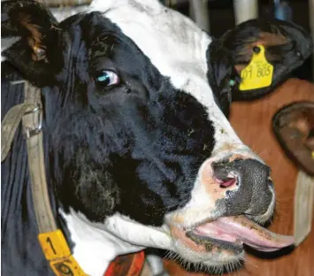  ?? Foto: Ralf Roeger, dpa ?? Eine von der Blauzungen­krankheit betroffene Kuh steht im Stall eines Bauernhofe­s.