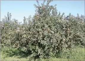  ?? LYNN KUTTER ENTERPRISE-LEADER ?? This Fuji apple tree at Vanzant Fruit Farm in Lowell is full of apples ready to be handpicked.