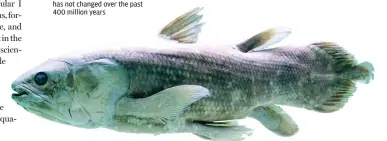  ??  ?? The coelacanth in the Indian Ocean is among the oldest surviving vertebrate­s in the world. Its appearance has not changed over the past 400 million years