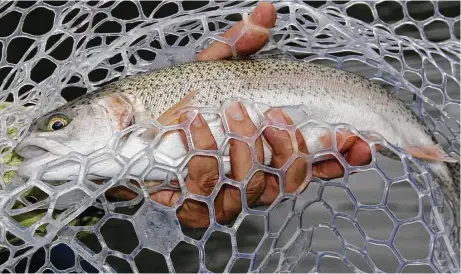  ?? Shannon Tompkins / Houston Chronicle ?? Texas’ annual winter stocking of more than 300,000 rainbow trout into 150 public waters, most of them urban park ponds, kicks into high gear this month. The put-and-take fishery is hugely popular with the state’s anglers.