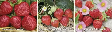  ??  ?? Strawberry ‘Malwina’.
Strawberry ‘Mara des Bois’.
Strawberry ‘Just Add Cream’.