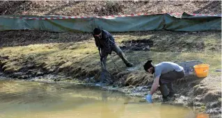  ?? (LaPresse/ Cavicchi) ?? La femmina con il maschio sulla schiena coperti d’olio Volontari al lavoro