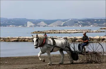  ??  ?? Sirus est un Percheron français à la robe blanche, âgé de sept ans. Cette race de cheval est souvent utilisée pour le travail de la terre. Mais aussi pour des balades en calèches lors de mariage. (Photo Eric Ottino)