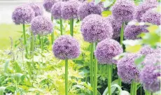  ??  ?? Allium Globemaste­r will produce dramatic balloon-like flower heads.