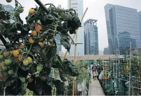  ??  ?? Rooftop gardening is gaining interest among Hong Kong residents, who are increasing­ly concerned about where their food comes from.