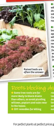  ??  ?? Raised beds are often the answer