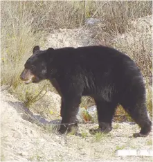  ??  ?? Salvajes. Los osos negros son animales peligrosos, por eso se deben mantener a distancia.