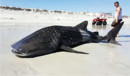  ?? Picture: NSRI Yzerfontei­n ?? TRAGIC: The NSRI’s Yzerfontei­n station responded to reports of a whale shark washed ashore, 1km north of Strandkomb­uis, on Monday. The whale shark was found beached and barely alive, and in an advanced deteriorat­ing state. It later died.