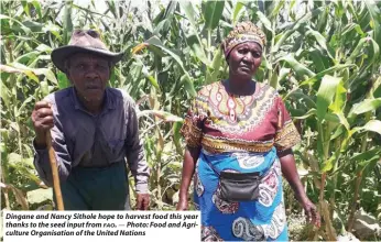  ?? — Photo: Food and Agricultur­e Organisati­on of the United Nations ?? Dingane and Nancy Sithole hope to harvest food this year thanks to the seed input from FAO.