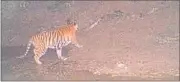  ?? HT PHOTO ?? The four-year-old tigress, caught on camera trap, is believed to have killed two persons and injured one in Ramnagar.