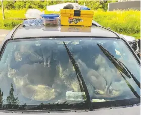  ?? ANIMAL HUMANE SOCIETY ?? A rescue worker took this photo of 47 cats in a hot car at a Minnesota rest stop on June 15, 2022.