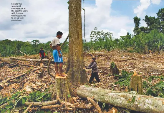  ??  ?? Ecuador has seen rapid deforestat­ion in the past five years with farmers clearing patches to set up teak plantation­s