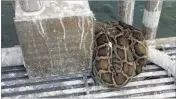  ?? BISCAYNE NATIONAL PARK ?? A kayaker found this python coiled around part of a South Florida Water Management District research platform in Biscayne Bay in November.