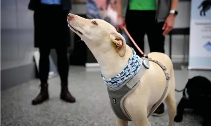  ??  ?? K’ssi, a sniffer dog, at Helsinki airport. Finland has run a trial for Covid-19 sniffing dogs at its borders. Photograph: Antti Aimo-Koivisto/AP