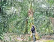  ?? REUTERS ?? The Centre’s seeks to renew and expand oil palm plantation­s in the Andaman and Nicobar Islands.