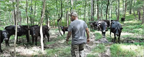  ?? KATHERINE FREY/WASHINGTON POST PHOTOS ?? Aubrey Terry looks over some of the cattle that graze on the farm he and his siblings own. He has lived in Halifax, Va., since 1963, when he bought the 170-acre plot with his siblings.