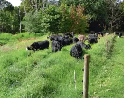  ??  ?? Above left: this is how to get out-of-control kikuyu under control again. The first graze (left) takes the top green leaf until there's no green leaf remaining (right). After 7-10 days, the cows will come back again, and this pattern will be repeated...