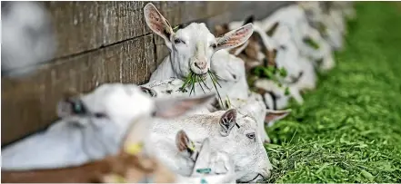  ?? LAWRENCE SMITH/STUFF ?? NIG Nutritiona­ls is the first New Zealand goat milk company to reposition itself for the changing Chinese market and hoped to gain a ‘‘first mover’’ advantage.