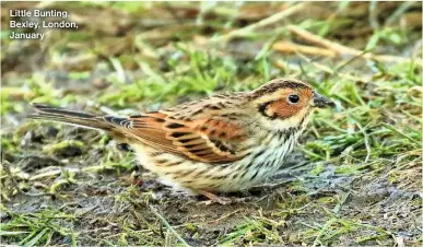  ?? ?? Little Bunting, Bexley, London, January