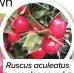  ??  ?? Ruscus aculeatus was also saved