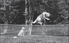  ?? Arkansas Democrat-Gazette/BRYAN HENDRICKS ?? Field dogs enjoy retrieving around obstacles at Wildrose Kennels near the Ole Miss campus in Oxford, Miss.
