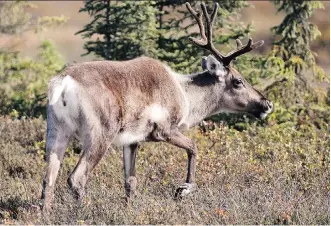  ?? M. SCOTT MOON/THE CANADIAN PRESS/FILES ?? A group of elected officials from northweste­rn Alberta is arguing a proposed plan to protect caribou population­s will cost hundreds of forestry sector jobs.
