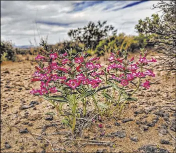  ?? Patrick Donnelly ?? White-margined beardtongu­es bloom April 15 south of the Las Vegas Valley. The Center for Biological Diversity plans to seek protection for the rare plant.