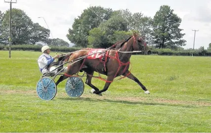  ??  ?? > Second Novice heat winner Rhyds Panalulah (Gething, Ewyas Harold) driven by Derek Pritchard from Rhosgoch at Allensmore on August 19