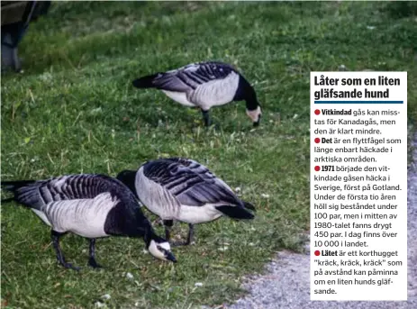  ?? FOTO: MOSTPHOTOS ?? PLÅGA. Uppemot 250 vitkindade gäss har befunnit sig utmed Strandväge­n under de mest utsatta tiderna på året.