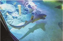  ?? TRIBUNE NEWS SERVICES PHOTOS ?? THINGS TO SEA: A nurse shark, above, greets Legoland guests on the park’s submarine ride. An animated Lego figure, below left, does the ‘mission briefing’ as the ride begins. A Lego shark, right, adorns the entrance.